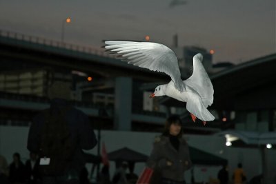 Kobe
