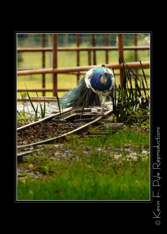 Zoo of Acadiana-0001.jpg