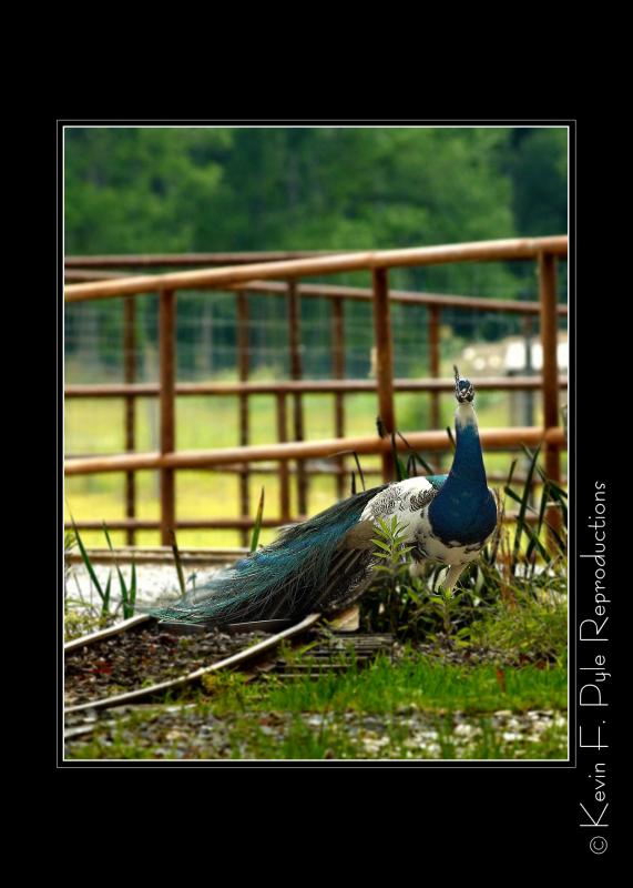 Zoo of Acadiana-0002.jpg
