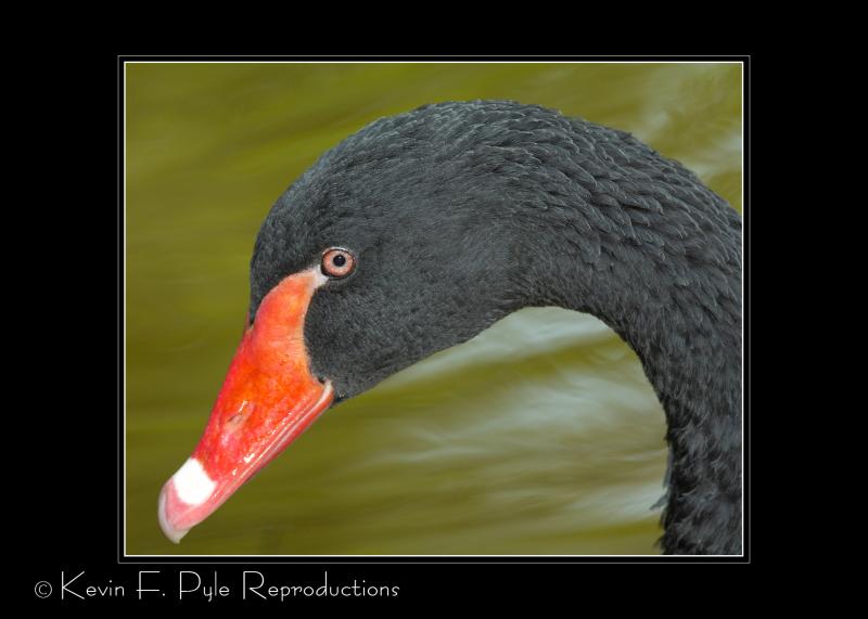 Zoo of Acadiana-0013.jpg