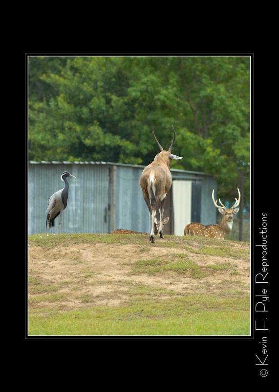 Zoo of Acadiana-0062.jpg
