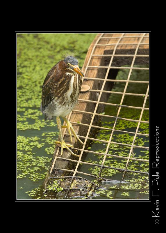 Zoo of Acadiana-0100.jpg