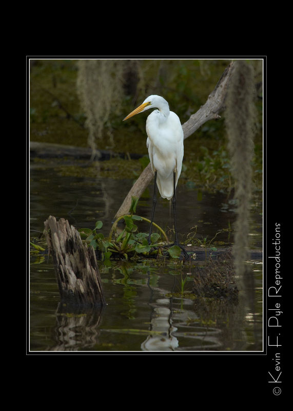 LakeMartin6 20 06-0007.jpg