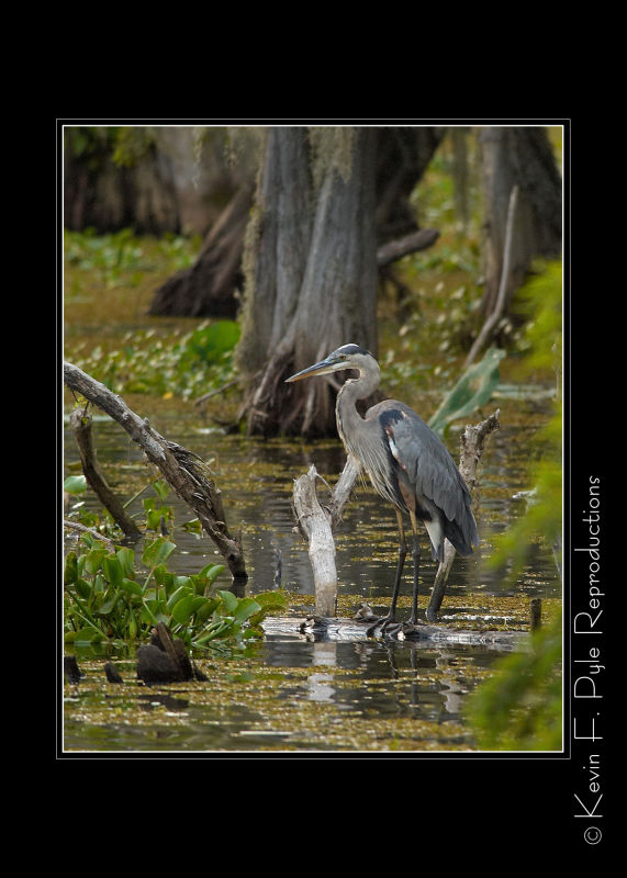 LakeMartin6 20 06-0047.jpg