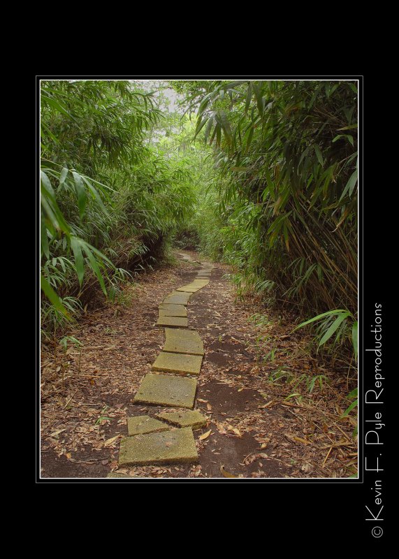 AI BambooPath.jpg
