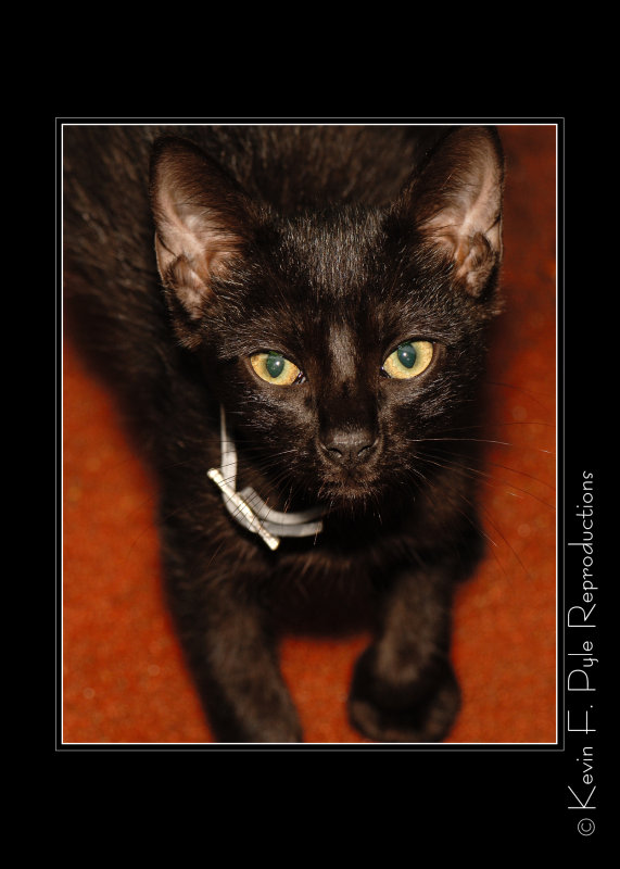 DSC_0096 MAX copy.jpg