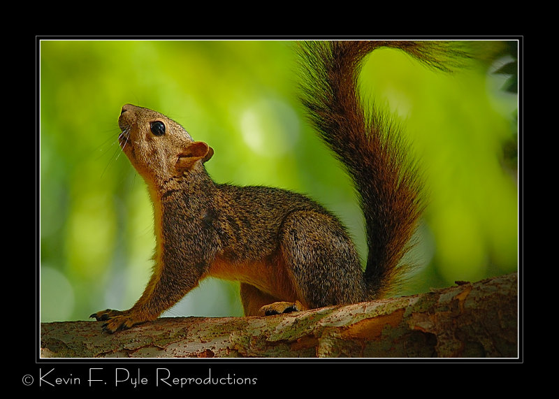 Squirrel Howling.jpg
