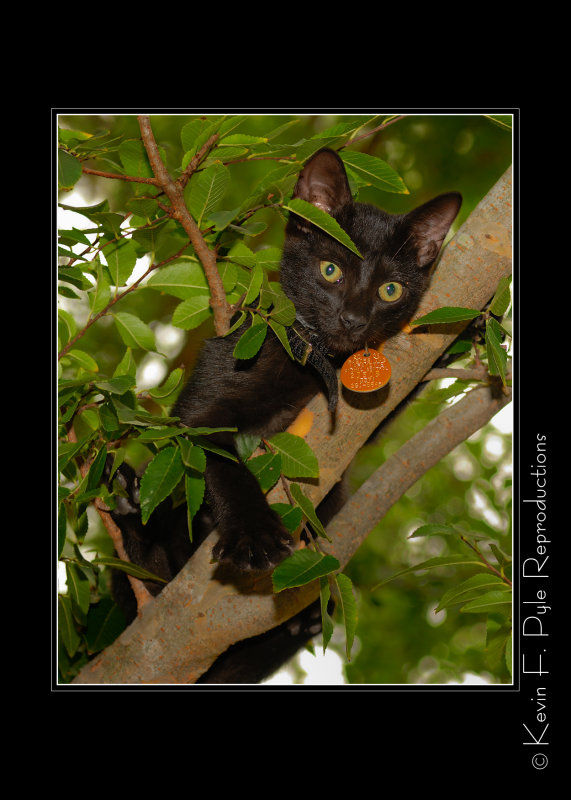 Copy of Max the Climber.jpg
