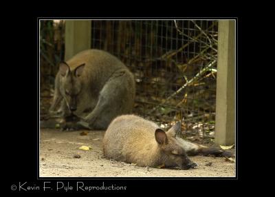Zoo of Acadiana-0120.jpg