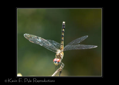 DragonFly105VR-0063.jpg
