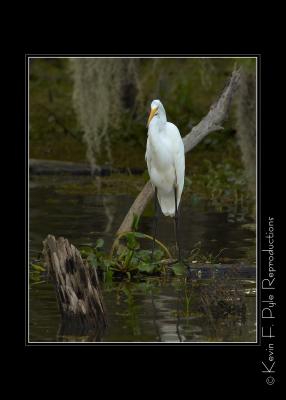 LakeMartin6 20 06-0009.jpg