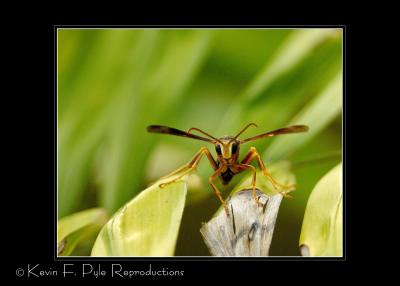 TC Test Wasp1 tn.jpg