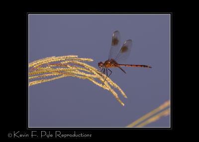 LakeMartin 6 28 06-0010.jpg
