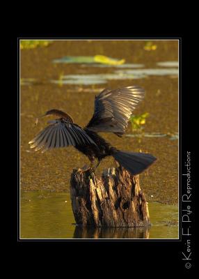 LakeMartin 6 28 06-0030.jpg