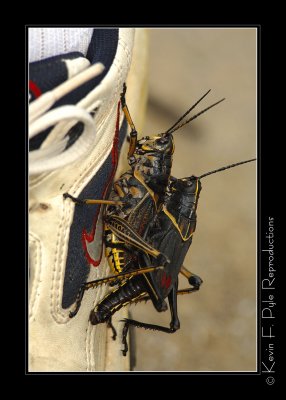 Nike: Just Do It!