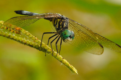 DSC_0484.jpg
