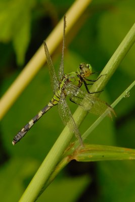 DSC_0534.jpg