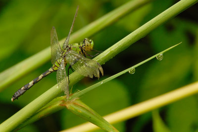 DSC_0548.jpg