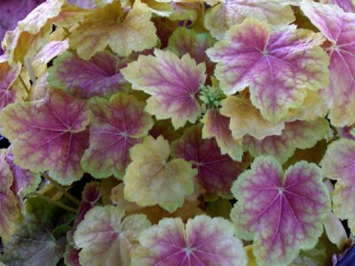 'Tiramisu' - Spring Foliage