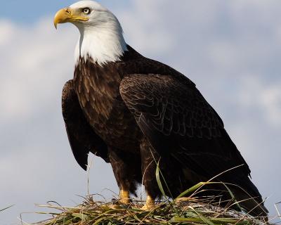 Bald Eagle  Homer  Alaska
