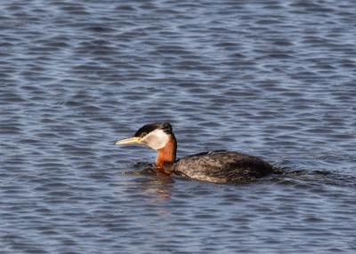 Red-necked Grebe  Homer Alaska