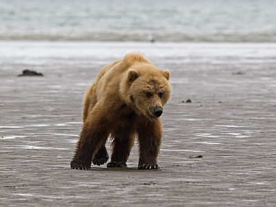 Brown Bear  Katmai park