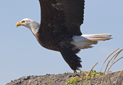 Bald Eagle taking off