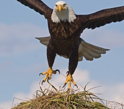 Bald Eagle taking off