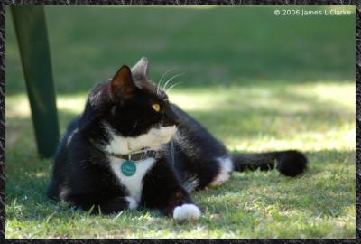 Linus on the grass