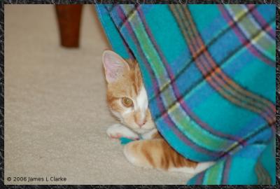 Lucy under a rug