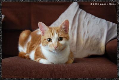 Lucy on the brown Couch