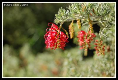 Red Flower