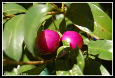 Chinese Apples