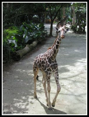 Giraffe Portrait