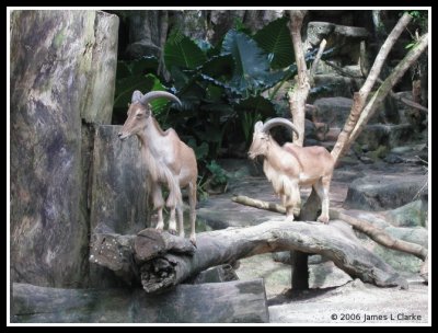 A pair of Barbary Sheep