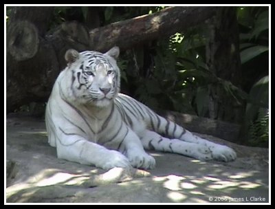 Singapore Zoo