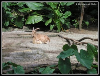 Barbary Sheep