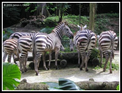 Feeding Zebras