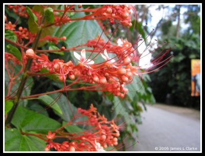 A Closeup of a Christmas Tree Flower