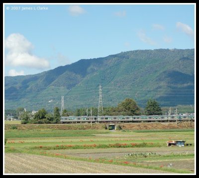 Across the rice fields