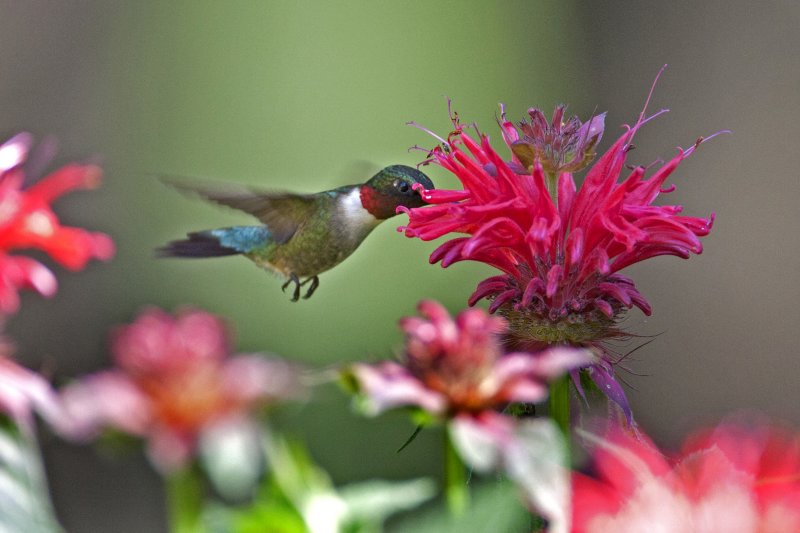 Ruby-throated Hummingbird and Bee Balm (Monarda didyma)