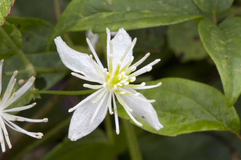 Virgins Bower (Clematis virginiana)