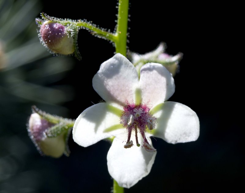 Moth Mullein (Verbascum blattaria)