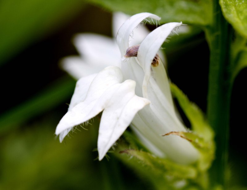 Great Lobelia (Lobelia siphilitica) (all white)