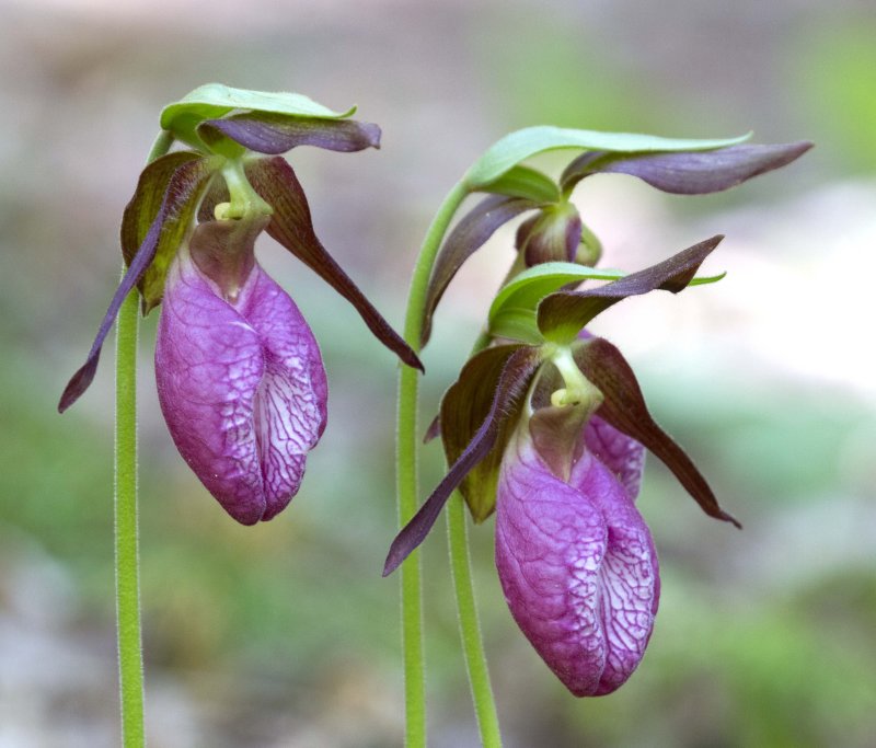 Pink Lady's Slippers (Cypripedium acaule) photo - David Ruppert photos ...