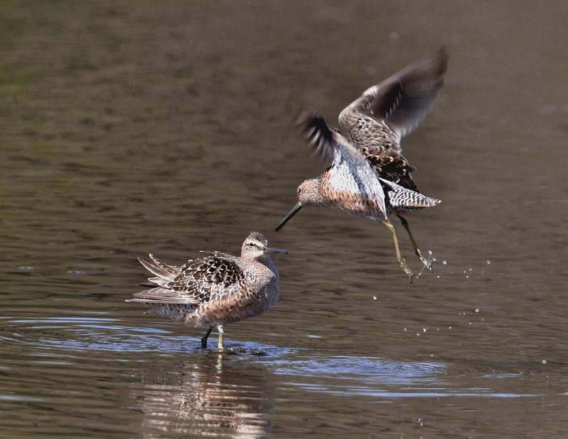 Long-billed  Dowitchers, Montezuma NWR