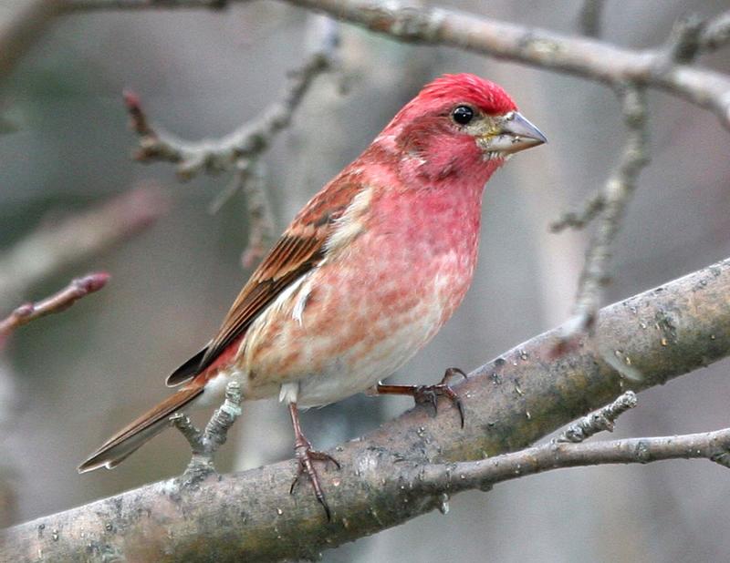 Purple Finch, male