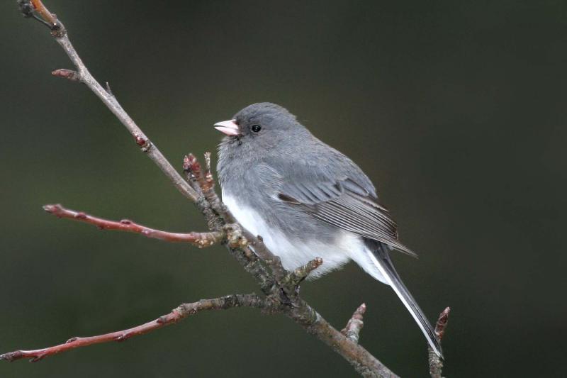 Dark-eyed Junco singing