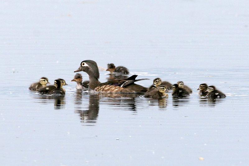 Wood Duck and ducklings