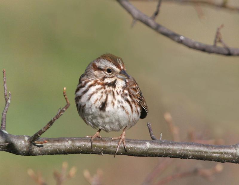 Song Sparrow